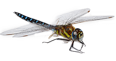 transparent dragonfly images pluspng #39343