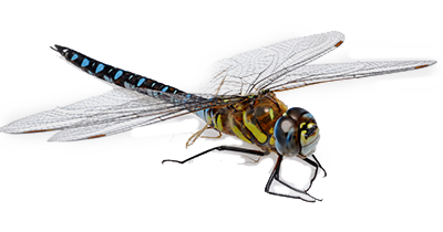 Dragonfly Clipart Images, Free Download Dragon FLY PNG