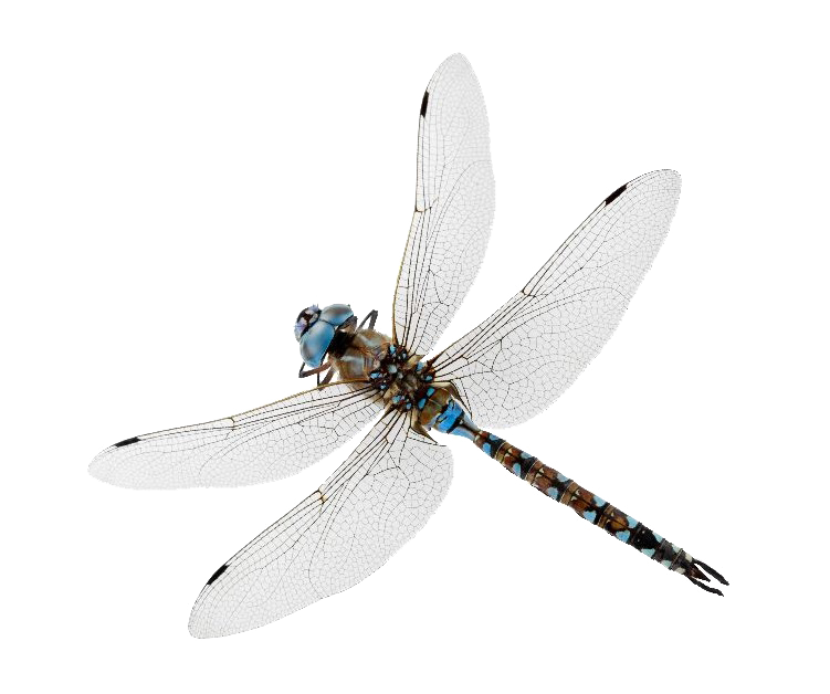white dragonfly clipart hd #39339