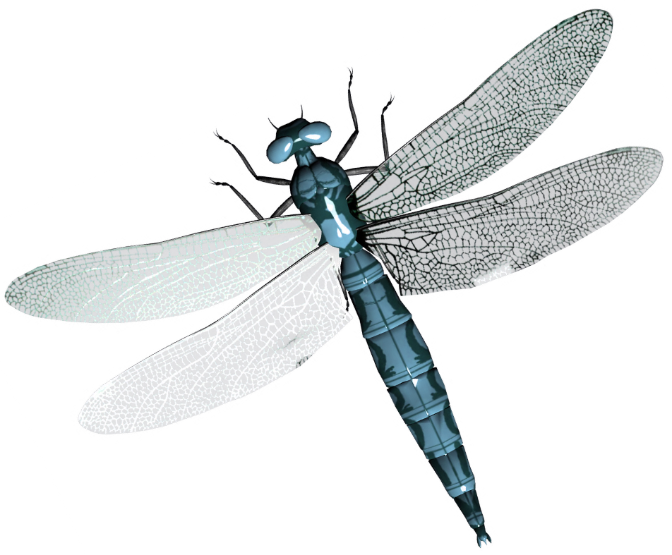 white wing blue dragonfly image #39345
