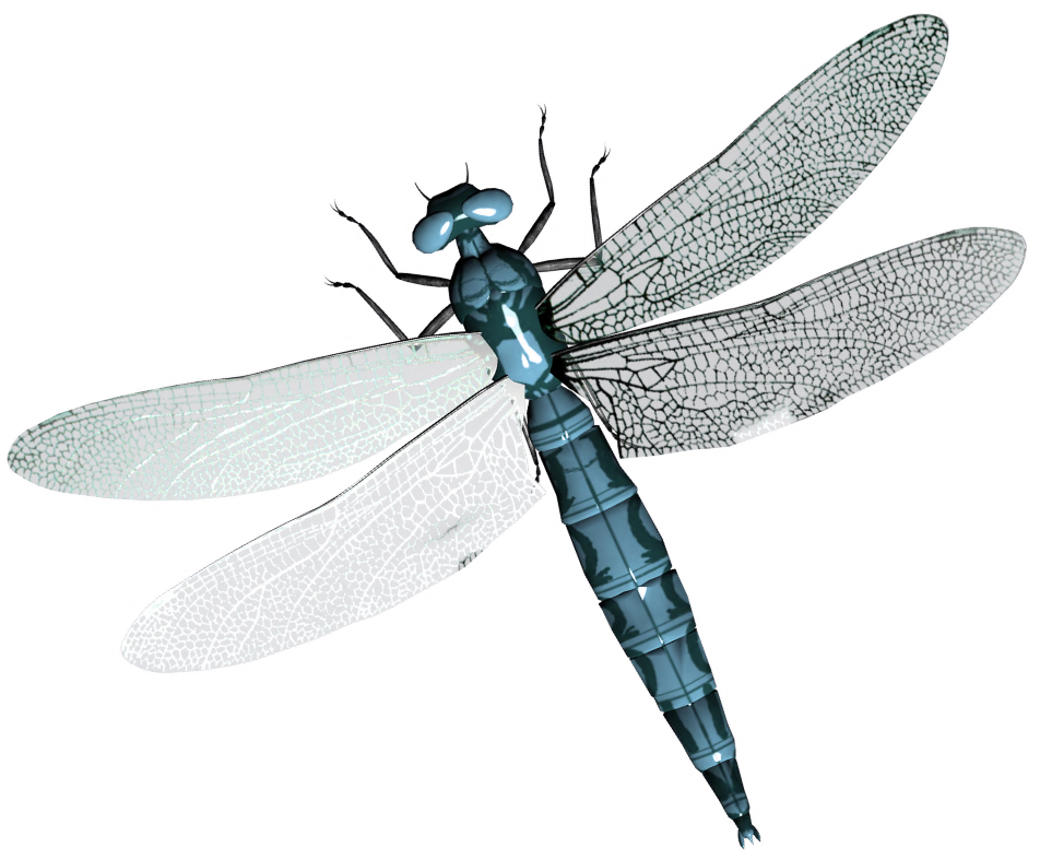 Dragonfly Clipart Images Free Download Dragon Fly Png Free Transparent Png Logos