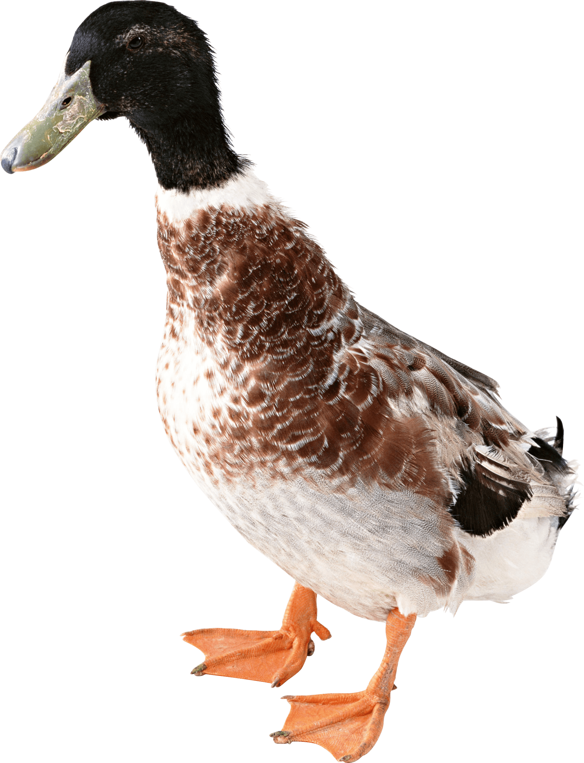 download duck png image png image pngimg #19452