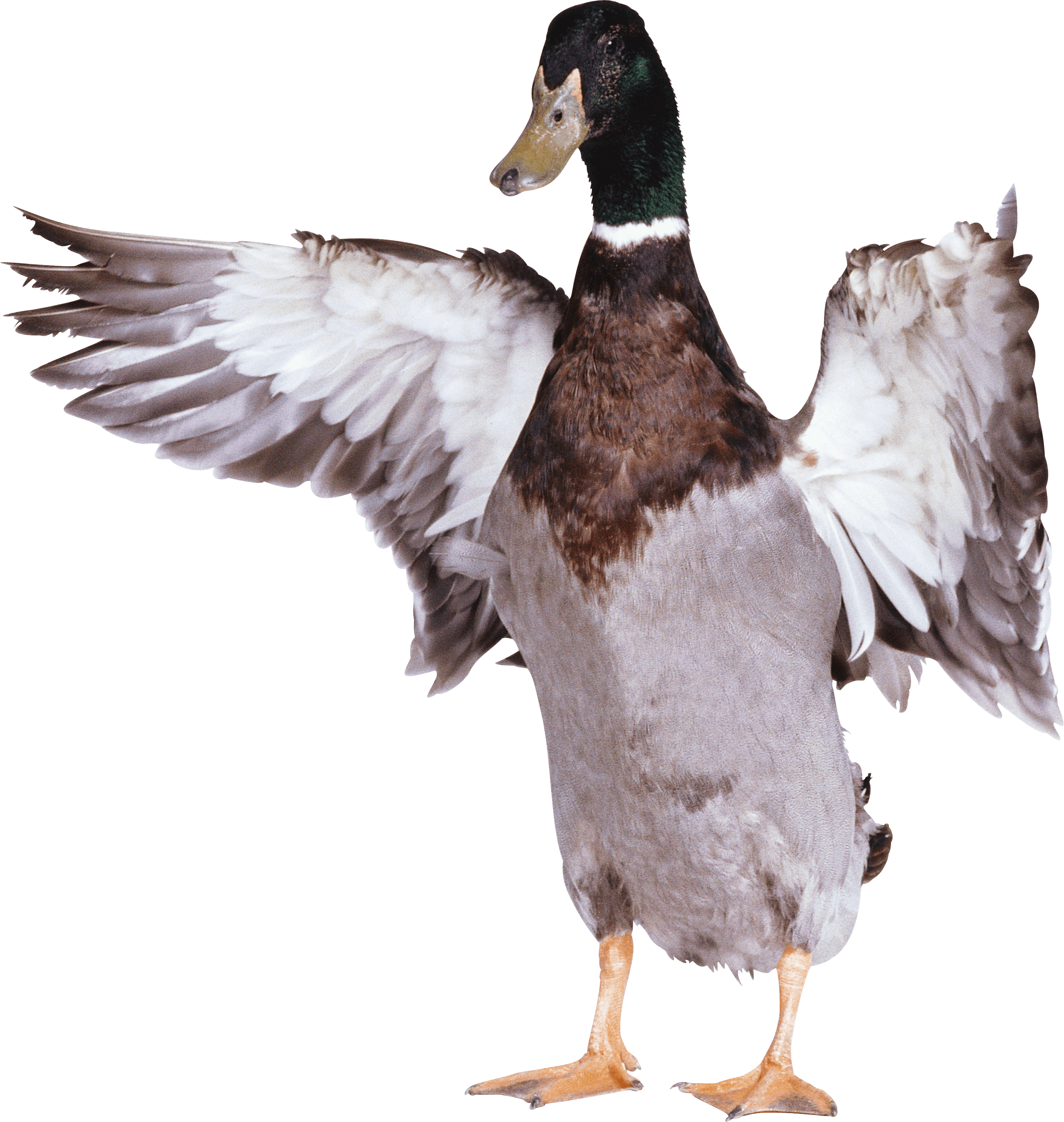 download duck png image png image pngimg #19469
