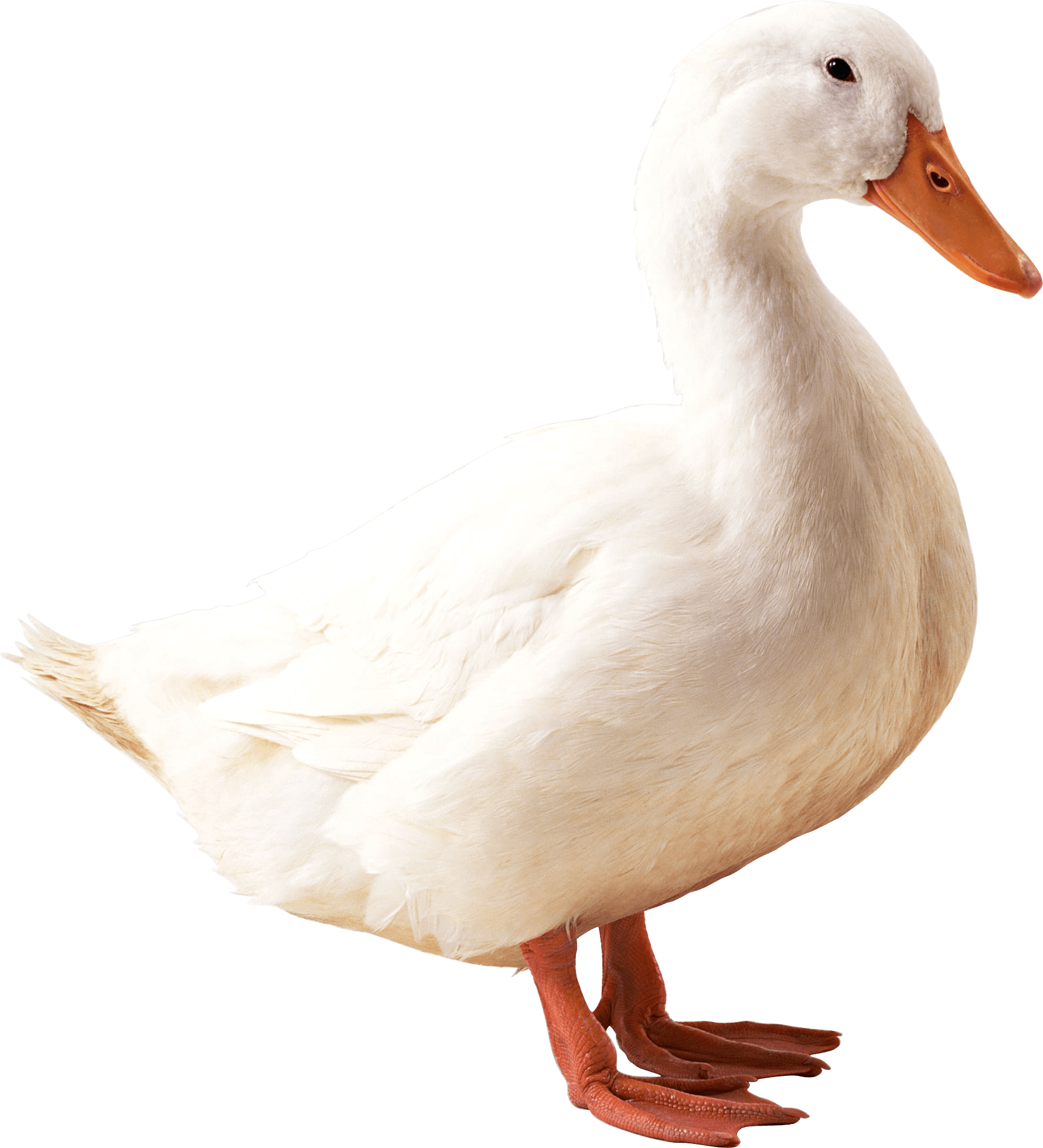 download white duck png image png image pngimg #19414