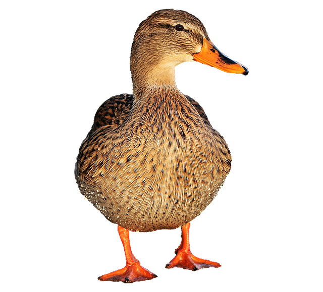 duck bird water photo pixabay #19424