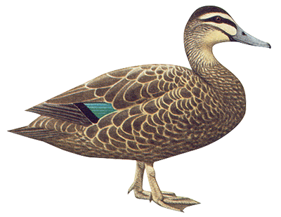 duck, coorong birdwatcher trail south australia