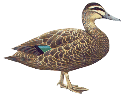 Duck Transparent PNG, White, Black And Other Varieties Of Ducks