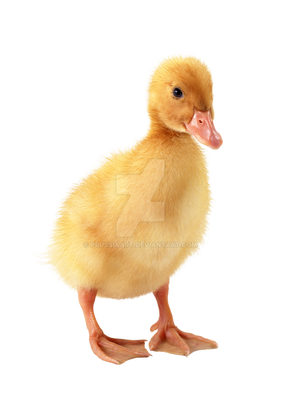 duck, duckling transparent background prussiaart