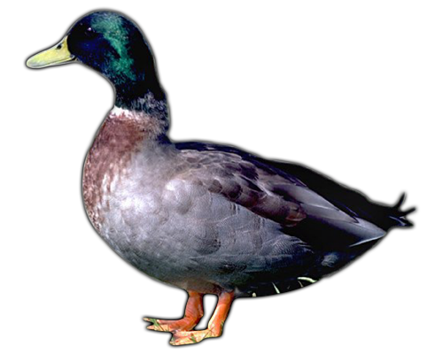 Duck Transparent PNG, White, Black And Other Varieties Of Ducks