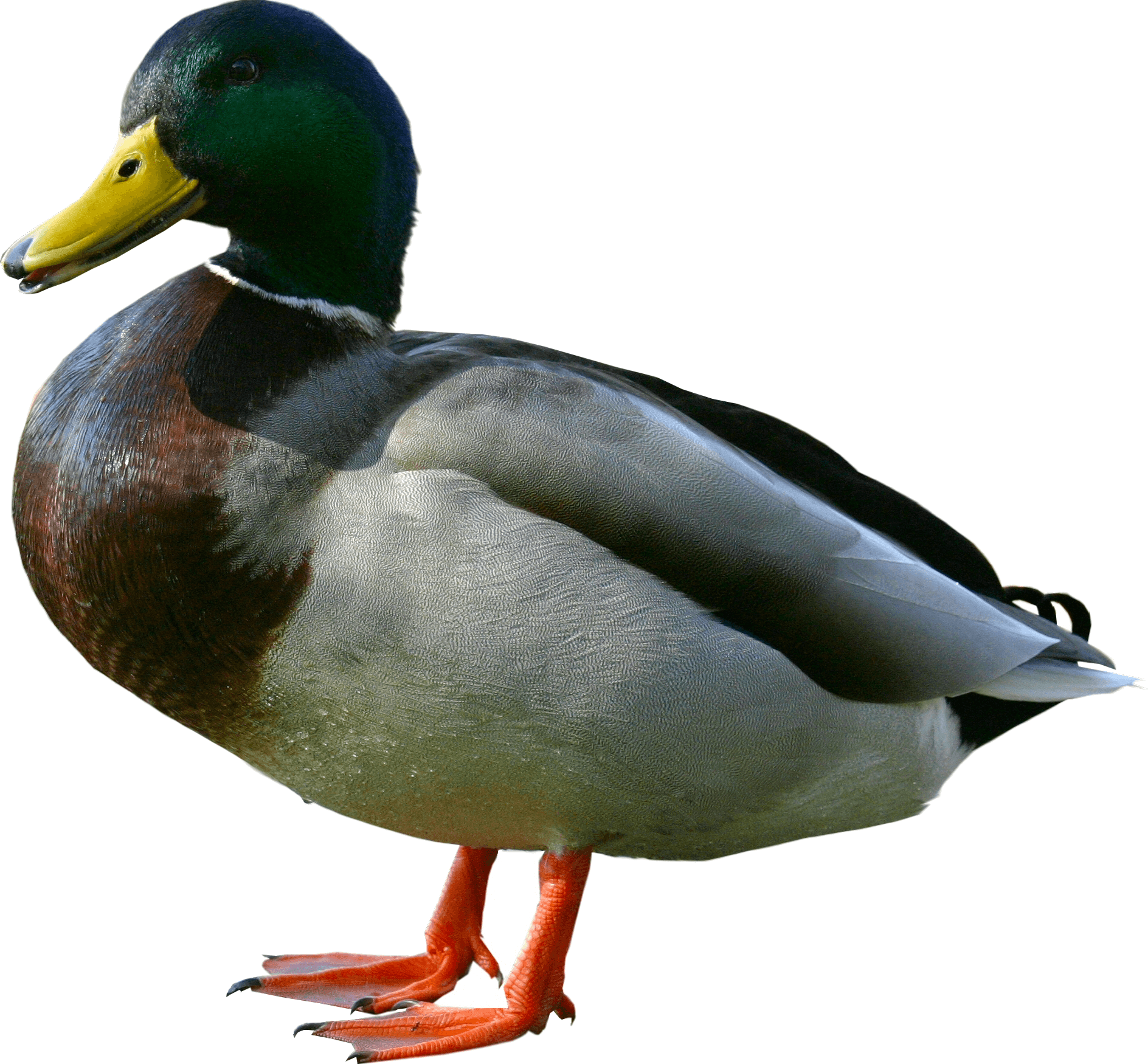 duck from side png image purepng transparent #19419