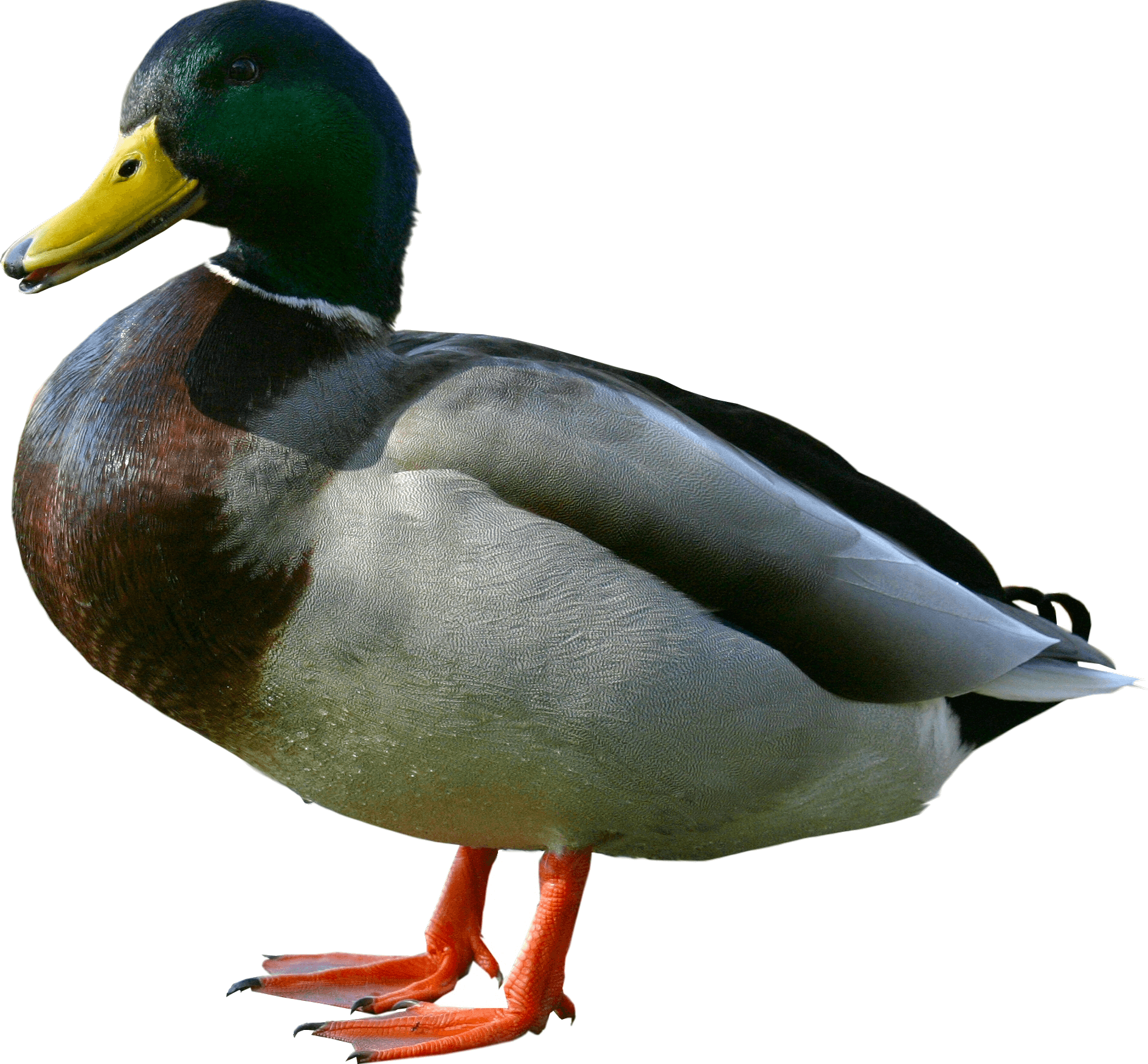 Duck Transparent PNG, White, Black And Other Varieties Of Ducks