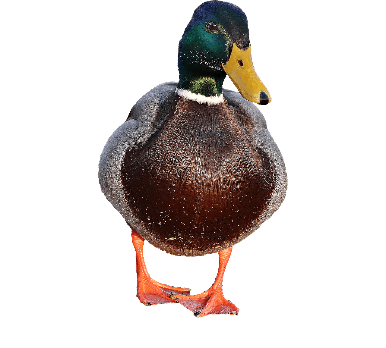 duck male transparent png stickpng #19436