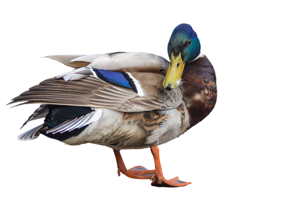 duck mallard drake image pixabay #19453