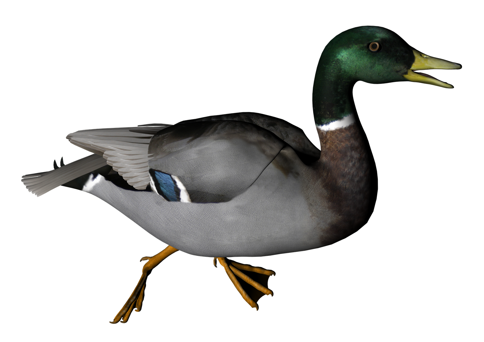 duck, misc png clip art and high resolution graphics and clipart #19416