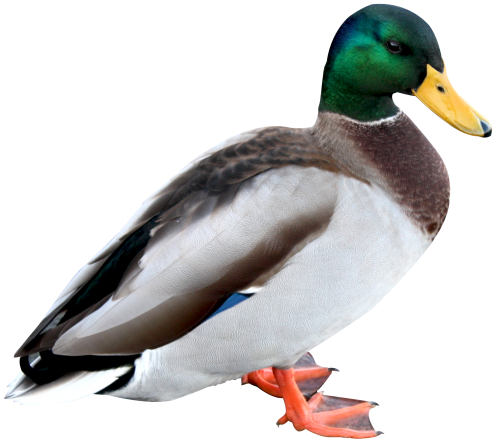 duck png image pngpix #19431