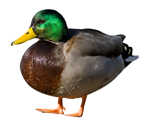 duck png transparent image pngpix #19471