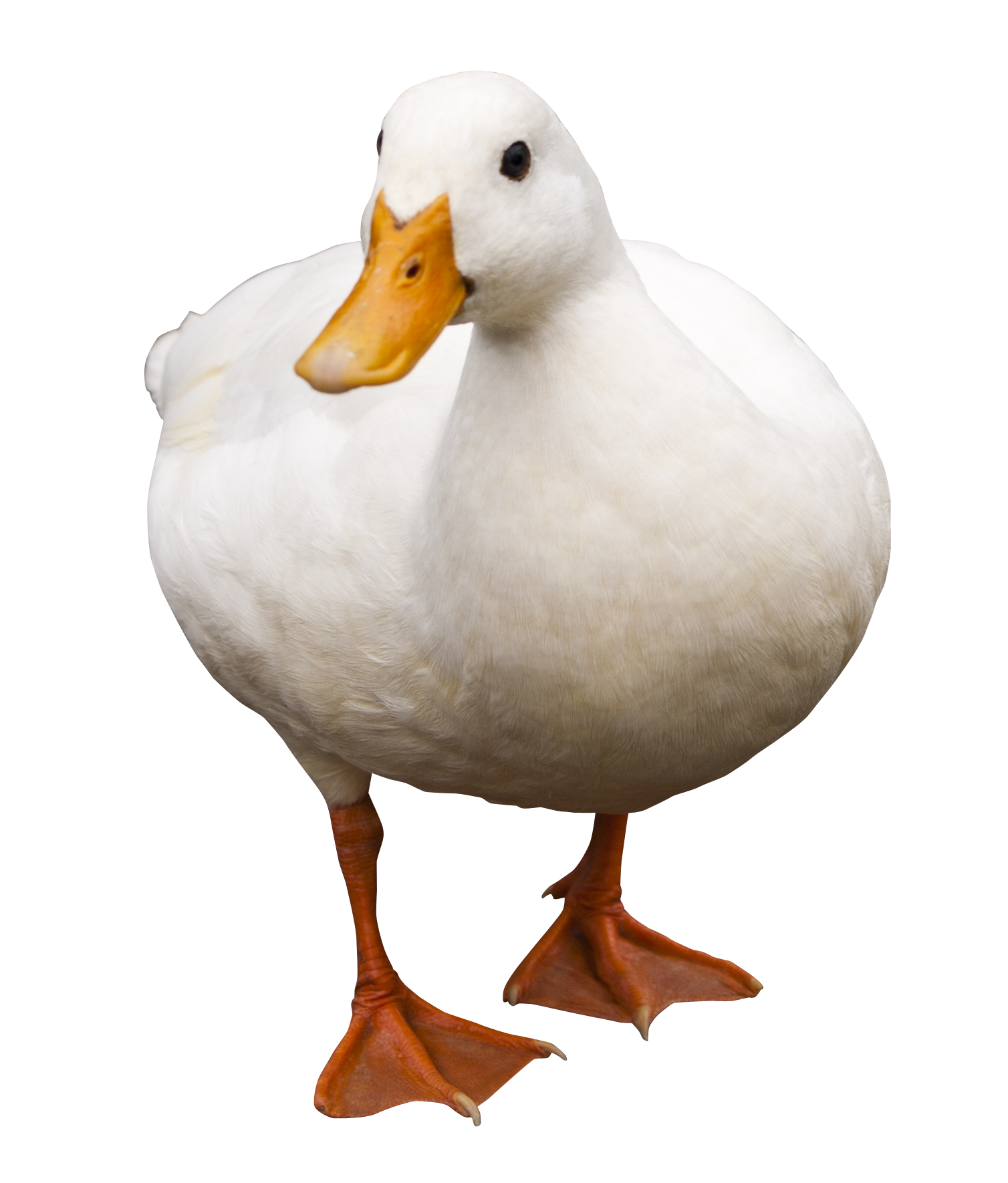 duck png transparent image pngpix #19418