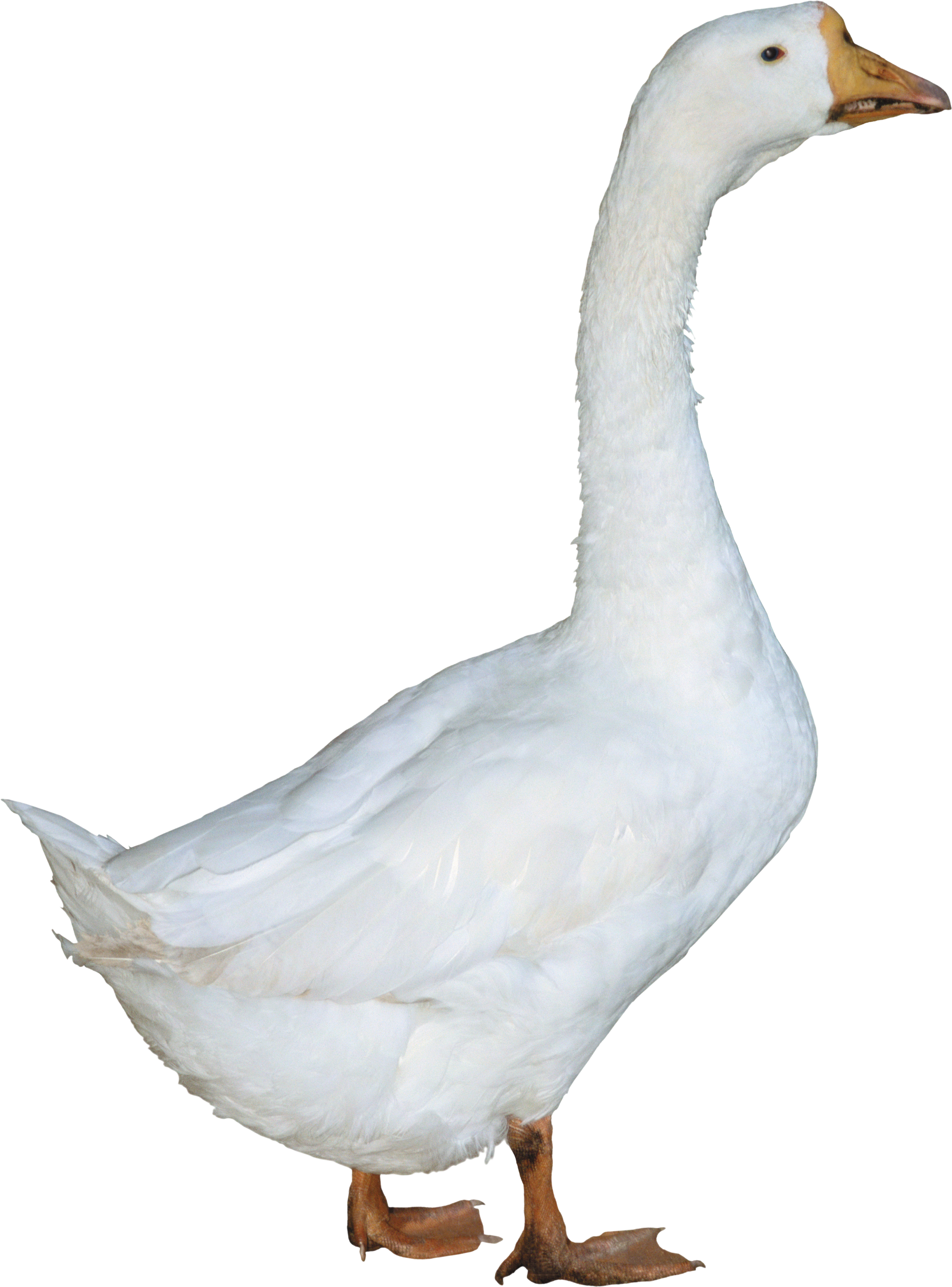 duck png transparent images png only #19413