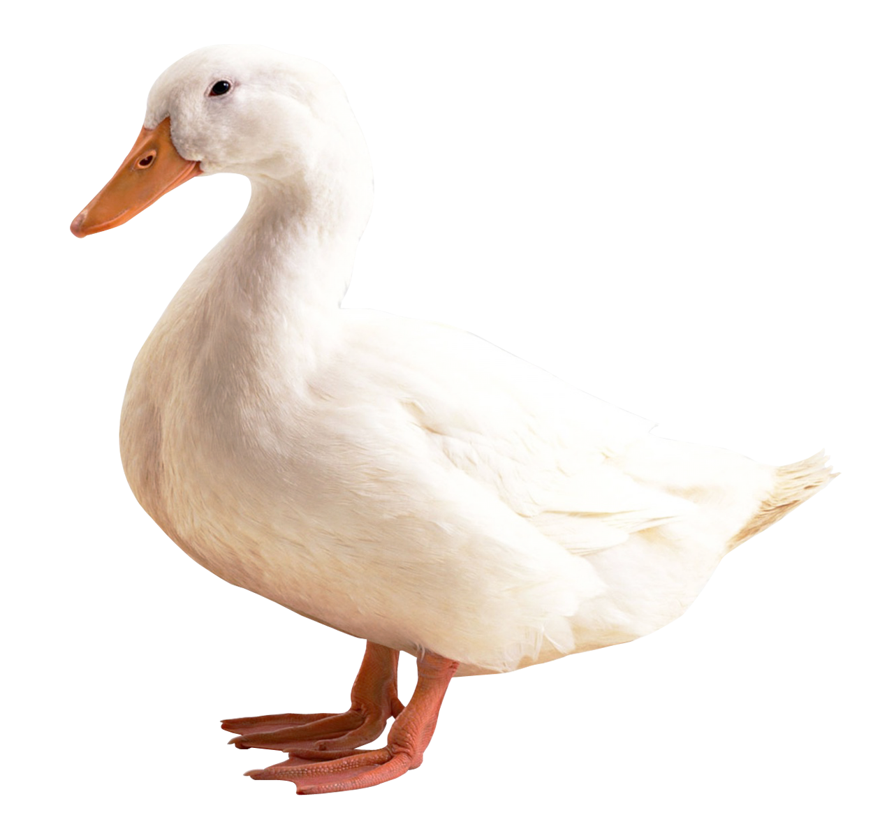 duck white png image purepng transparent png #19421