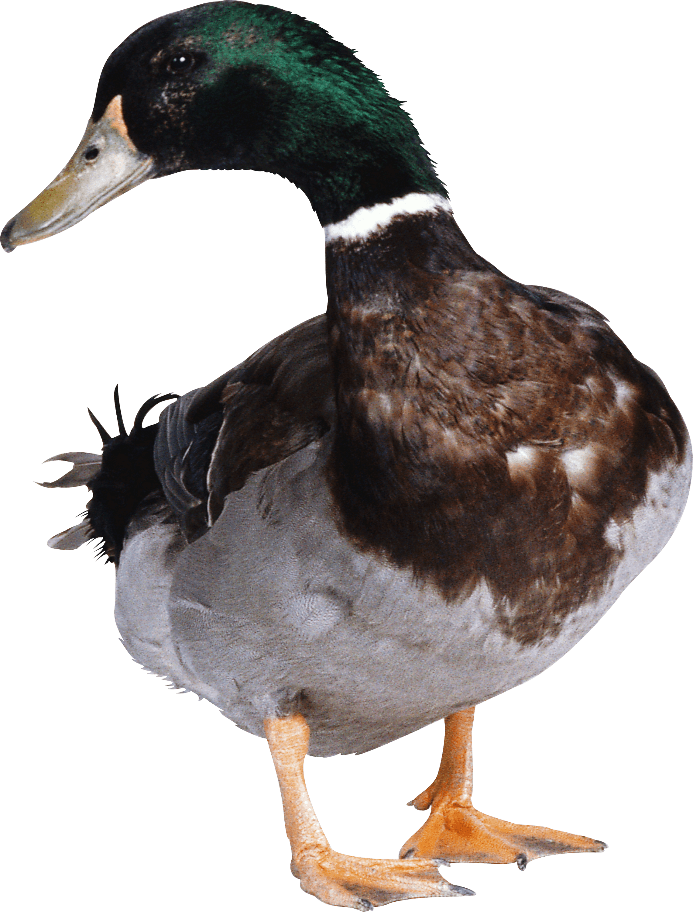 green duck transparent png stickpng #19462