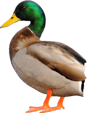 mallard duck wild delightwild delight #19459