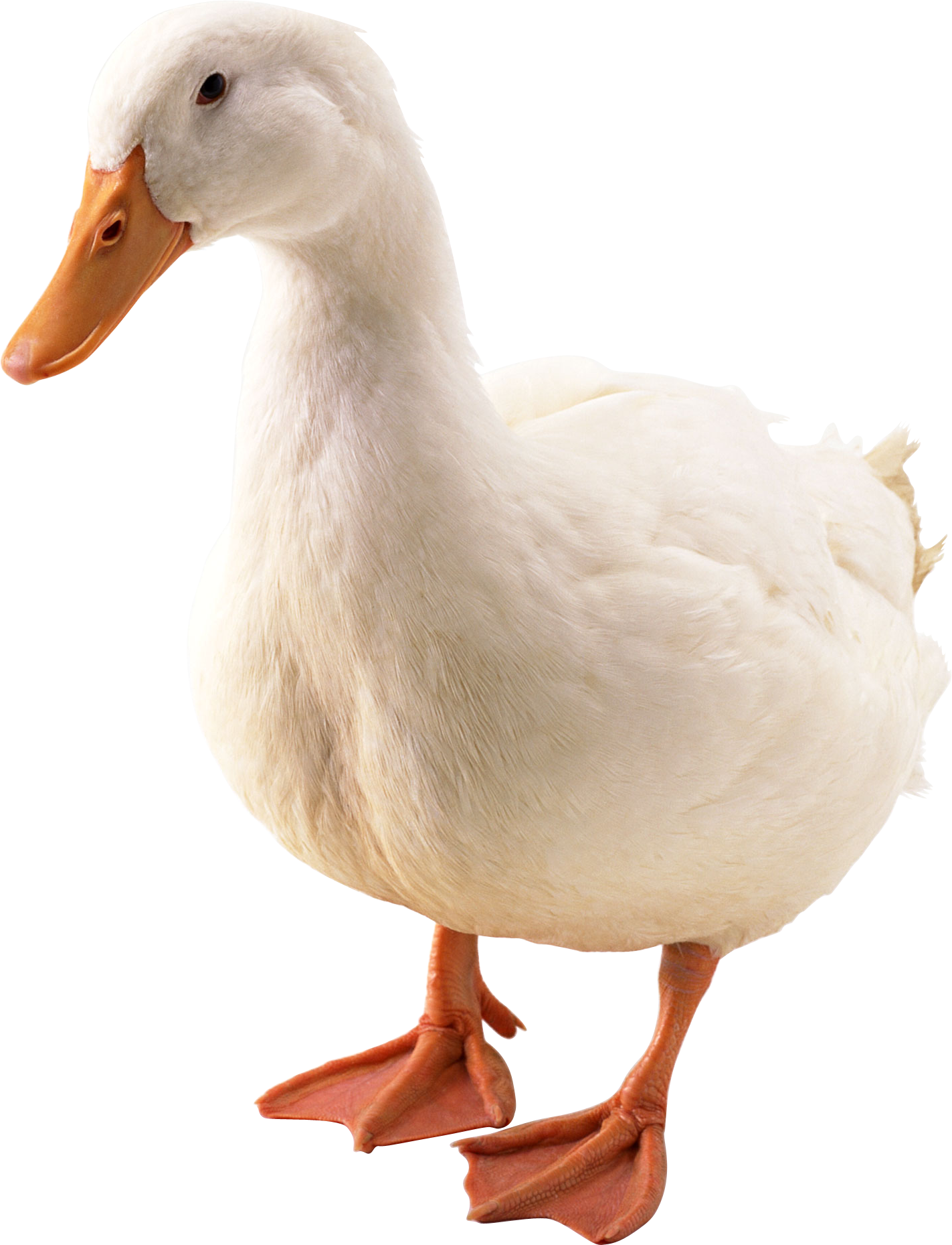 Champagne Canard Duchêne Logo transparent PNG - StickPNG