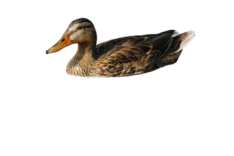 swimming duck png transparent image #19468