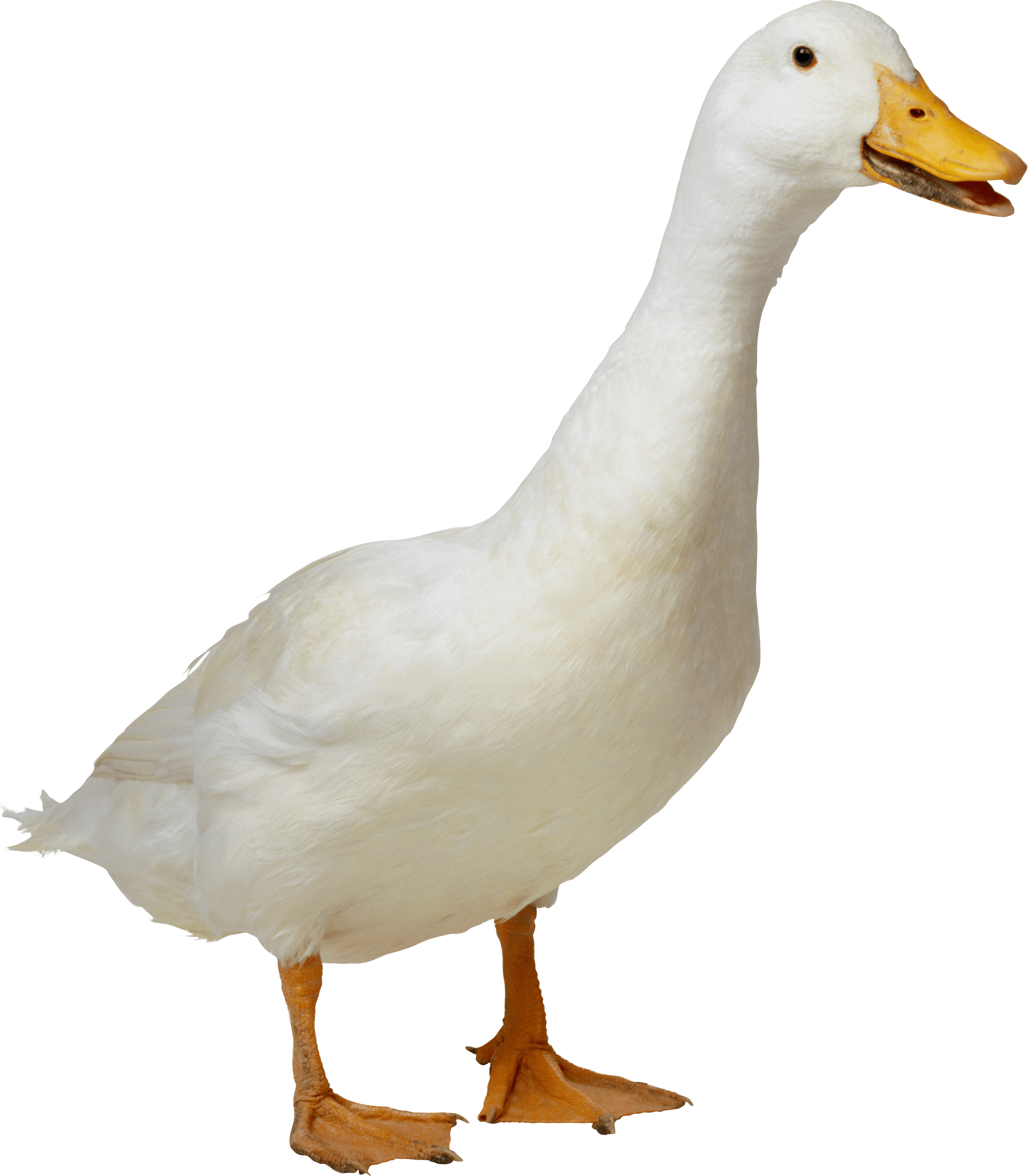 white duck transparent png stickpng #19415