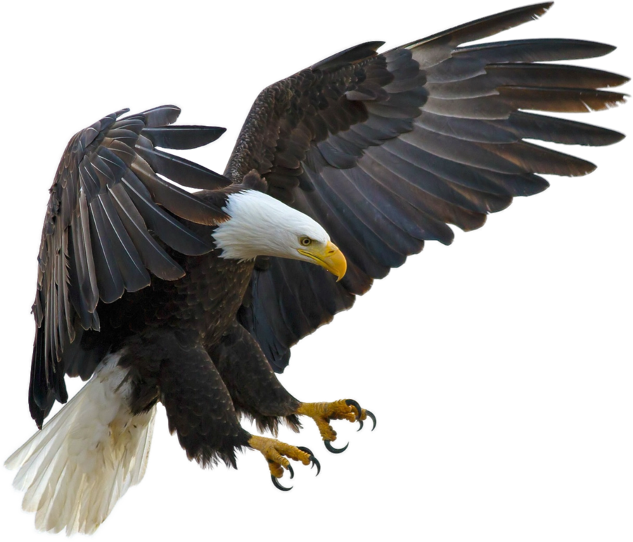 american eagle transparent background prussiaart #15153