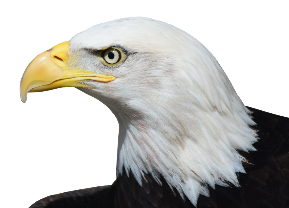 bald eagle adler raptor bird photo pixabay #15176