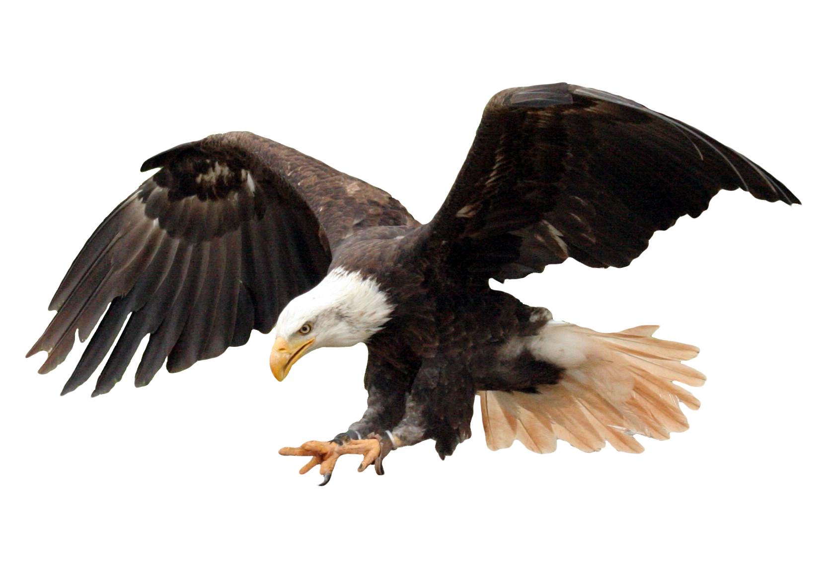 Eagle Transparent PNG, Eagle Head, Bald Eagle Clipart Free Download - Free Transparent PNG Logos