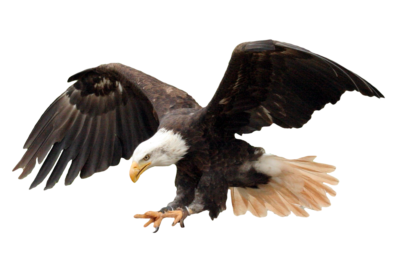 Details 100 eagle background png