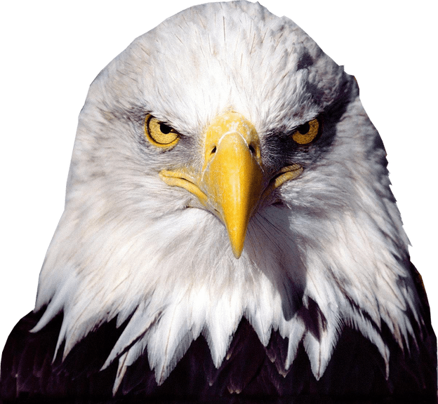 bald eagle transparent image bird graphic #15183