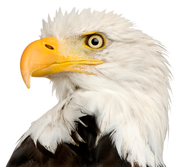 download eagle head file png image pngimg #15157