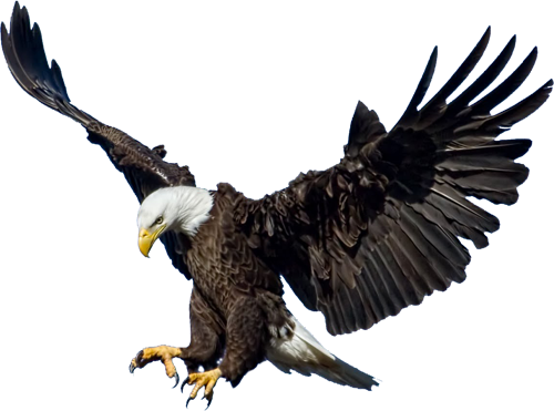 download eagle png #15149