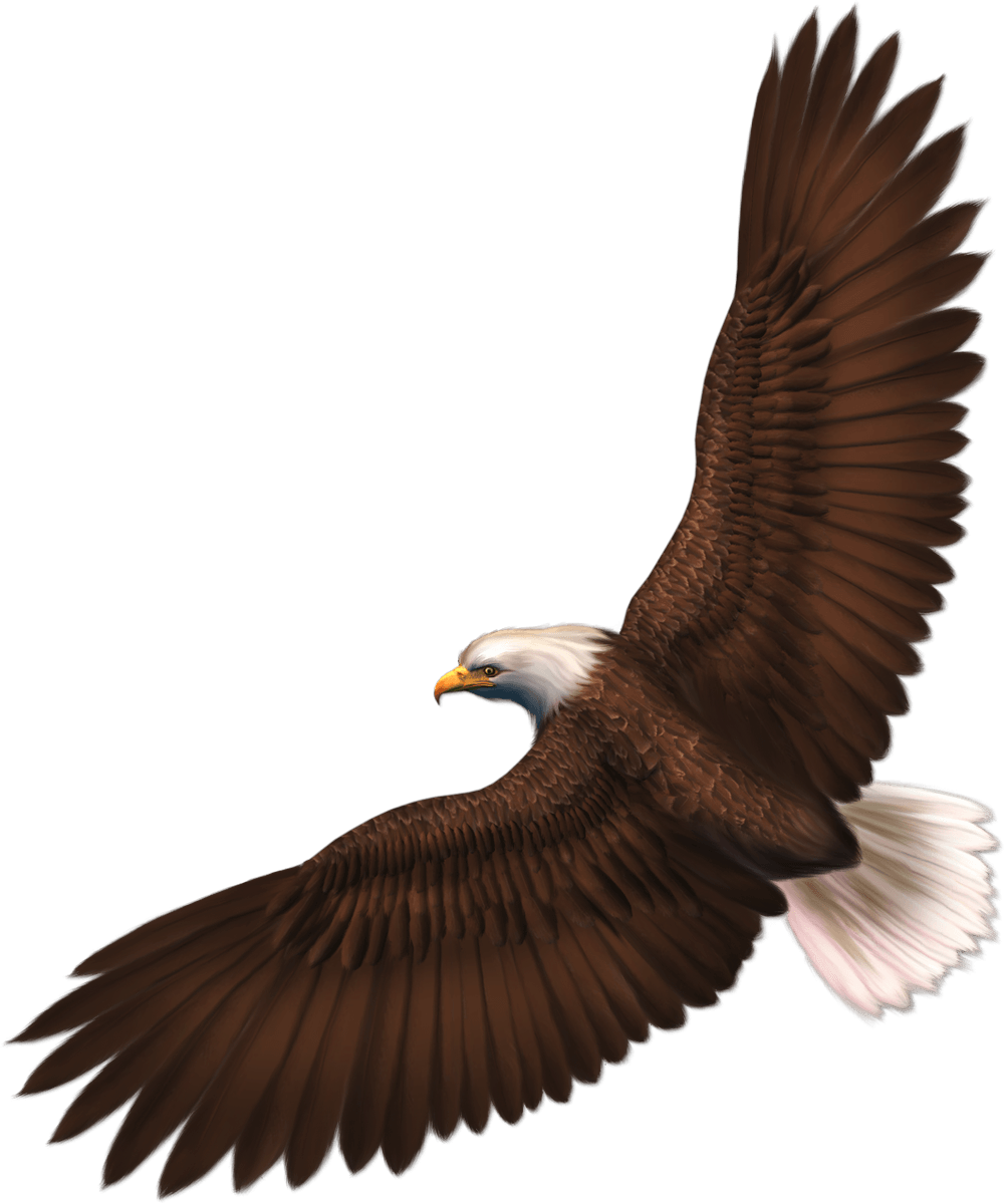 download eagle png image with transparency download png #15154