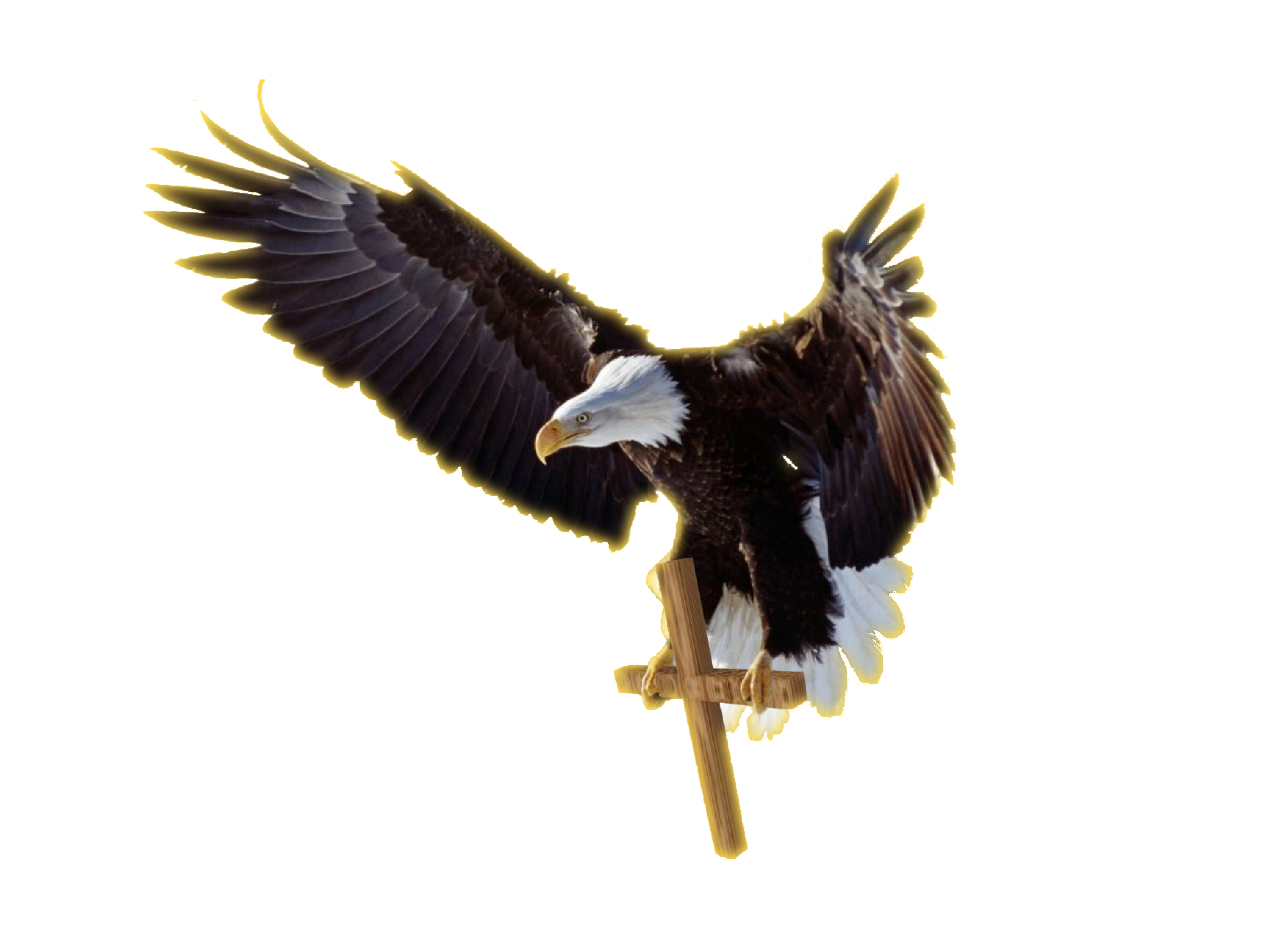 eagle, bird bird jail prison ministry #15182