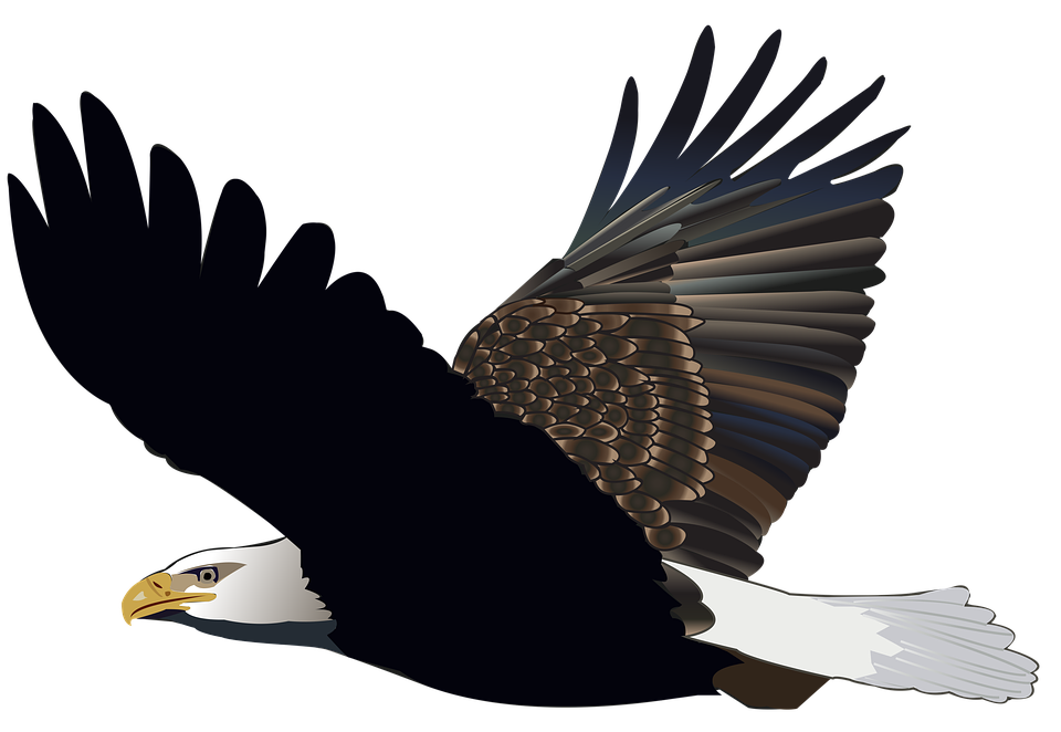 eagle, eagles the harry potter lexicon #15178