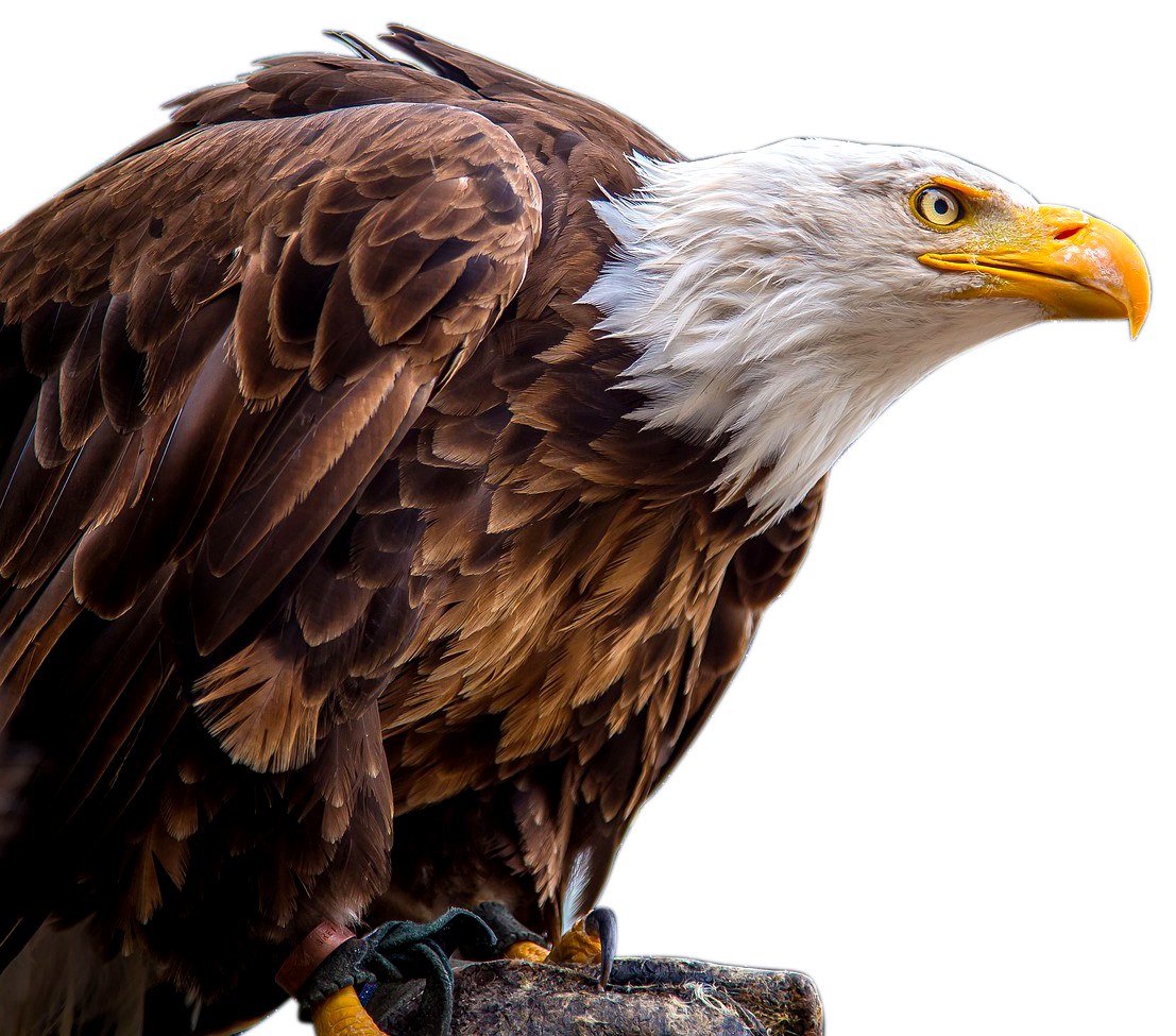 eagle, fratitude top executive talent advisory #15177