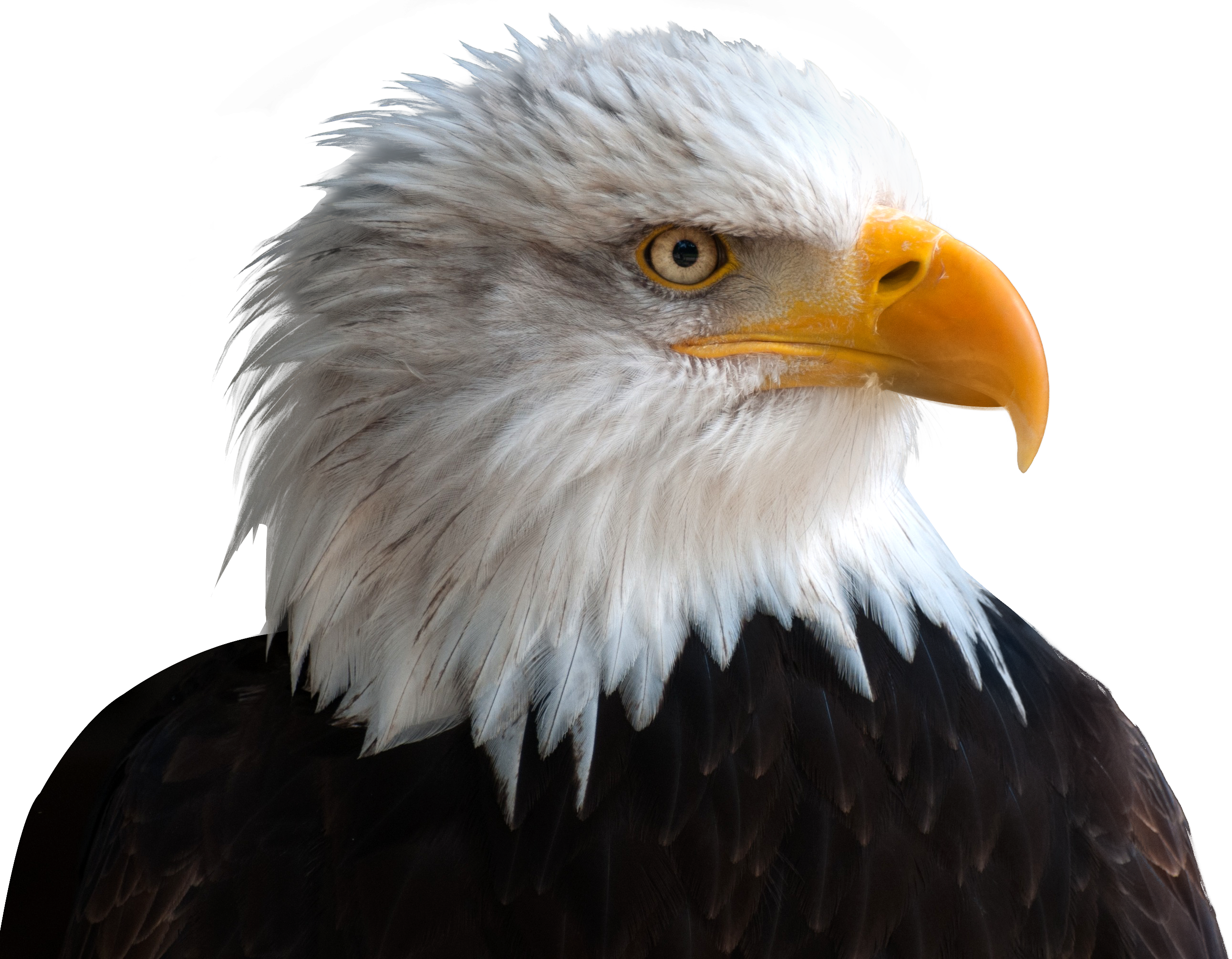 eagle png image pngpix #15155