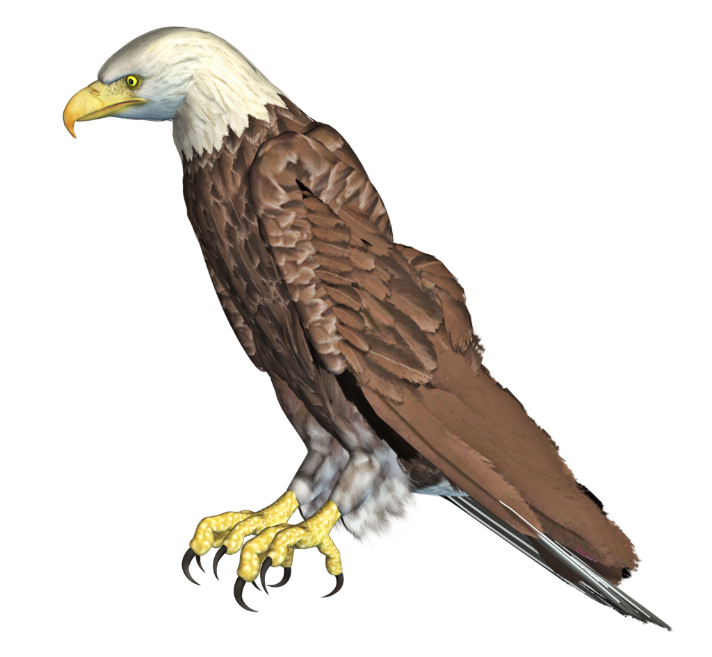 eagle png jumpfer deviantart #15173