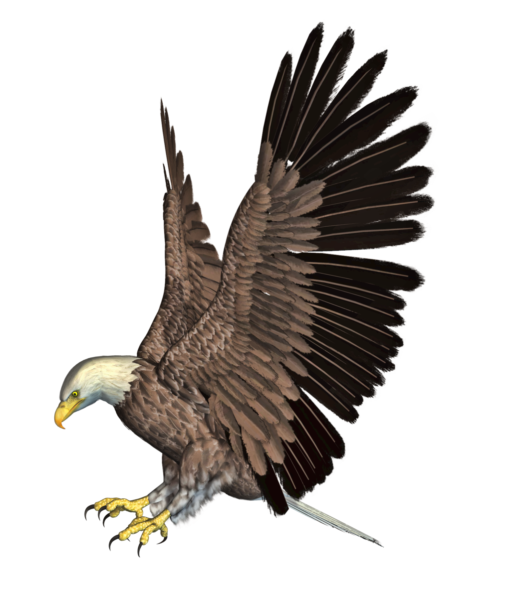 eagle png roy deviantart #15160