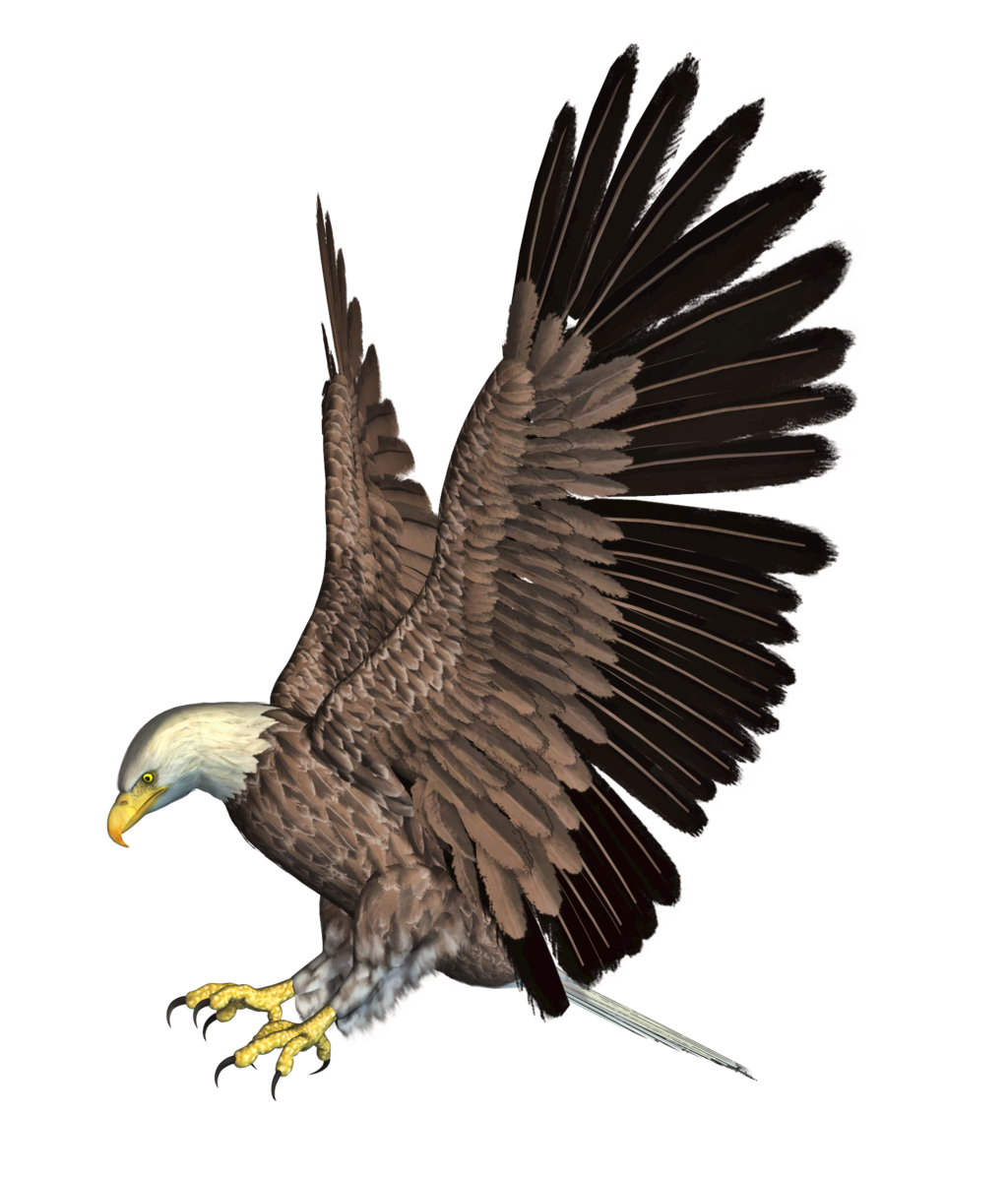 Eagle Transparent PNG, Eagle Head, Bald Eagle Clipart Free Download - Free  Transparent PNG Logos