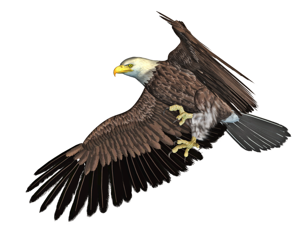 eagle png roy deviantart #15168