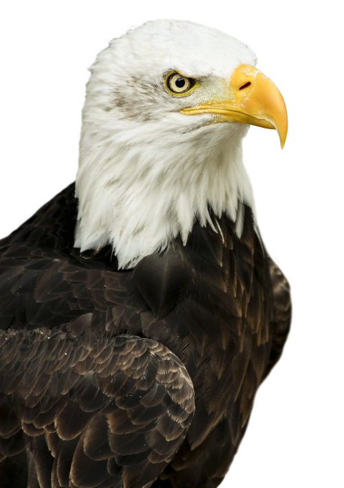 eagle png transparent image pngpix #15169