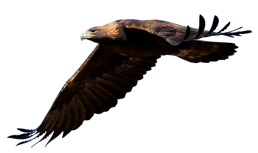 golden eagle png #15181