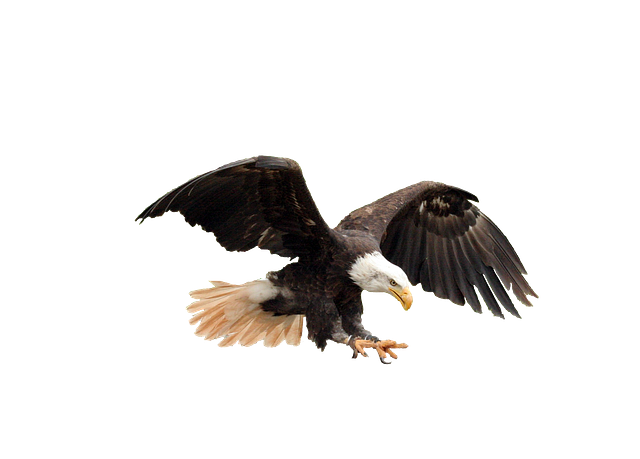 illustration isolated bald eagle adler raptor #15174