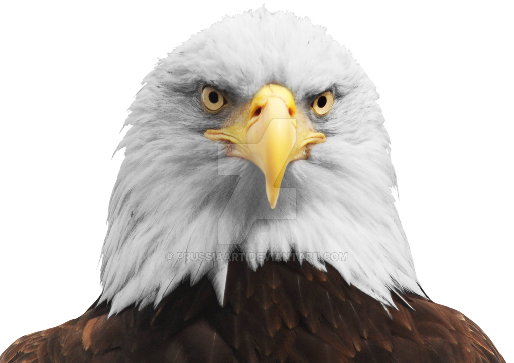 the head eagle transparent background #15150