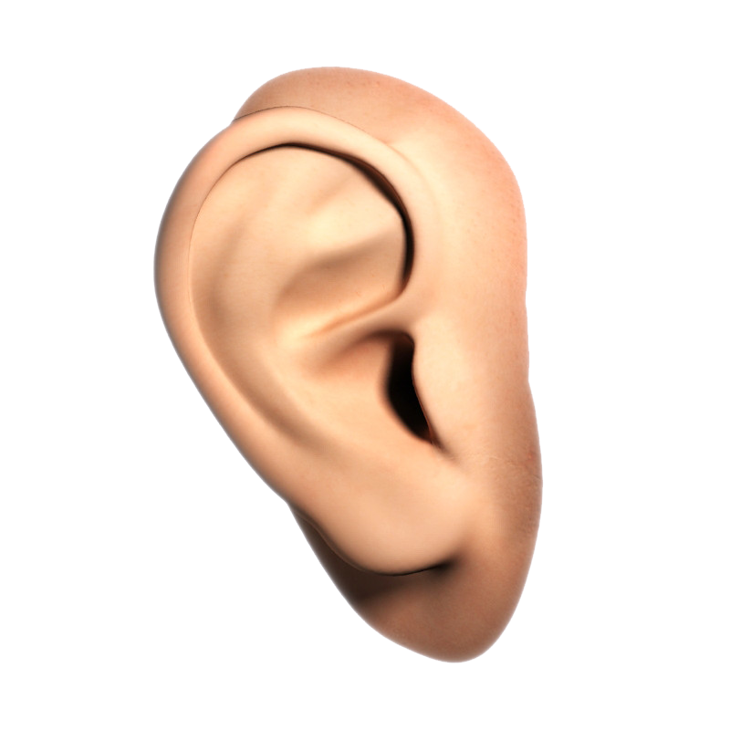 Ear