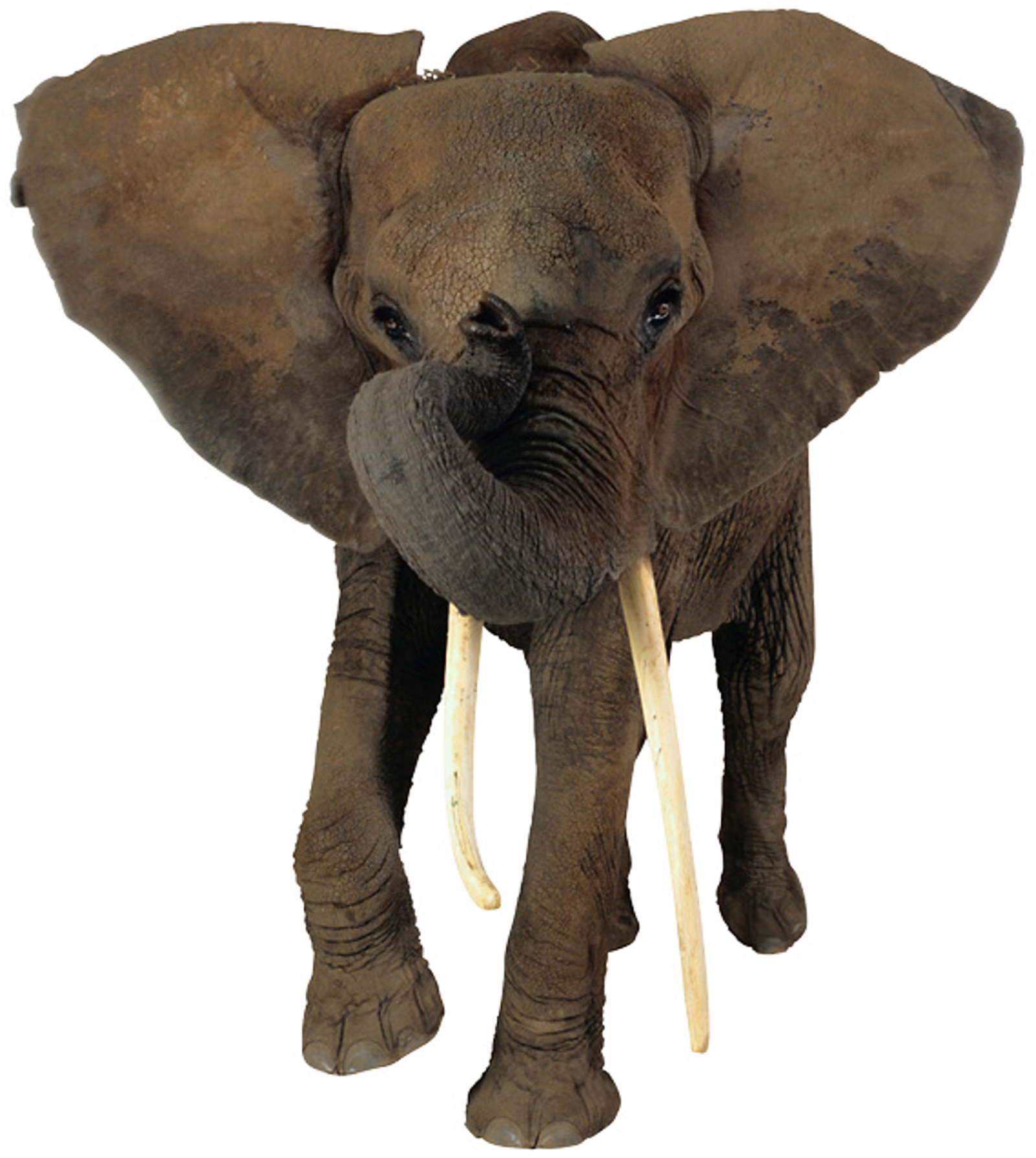 african elephant head png icons and png #15817